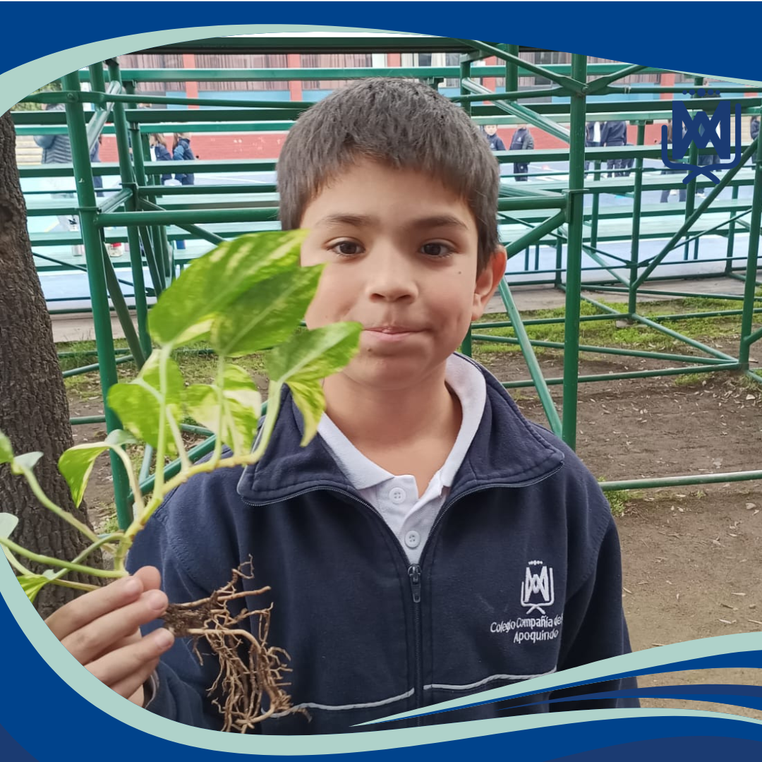 Estudiantes de 3° Básico Exploran la Importancia de las Raíces de las Plantas en el Laboratorio